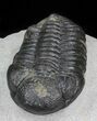 Phacops Trilobite - Mrakib, Morocco #29817-2